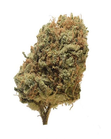 Buy CBD Critical Mass