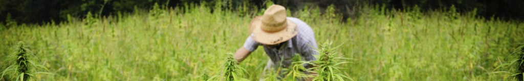 maximize harvest germination cannabis seeds crop maximize harvest germination cannabis seeds crop
