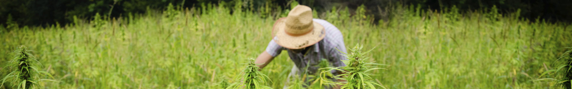 maximize harvest germination cannabis seeds crop