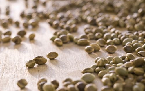 bulk cannabis seeds for sale