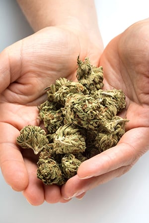 weed seeds wholesale delivery