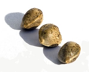 find delivery wholesale marijuana seeds