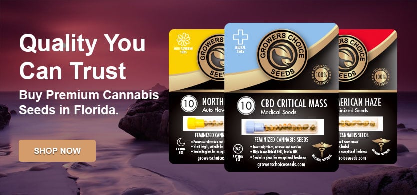 buy marijuana seeds in florida