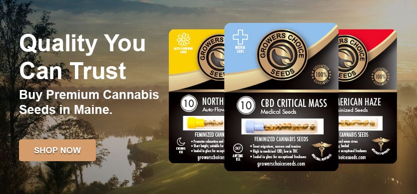 buy cannabis seeds in maine
