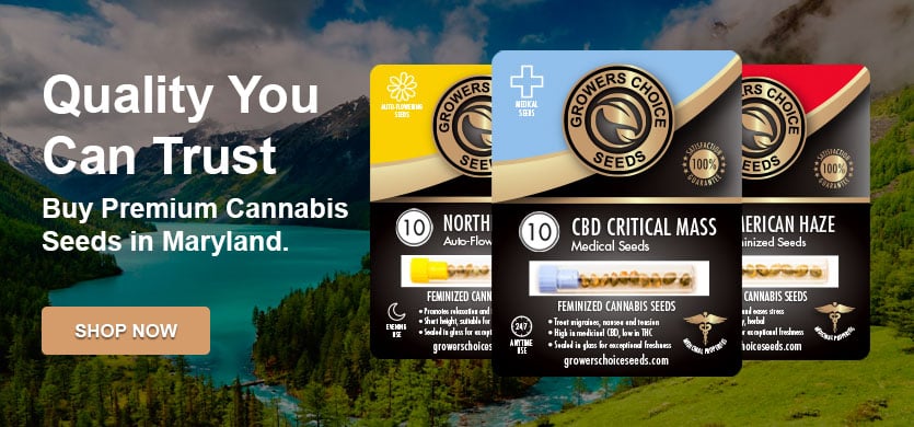buy cannabis seeds in maryland