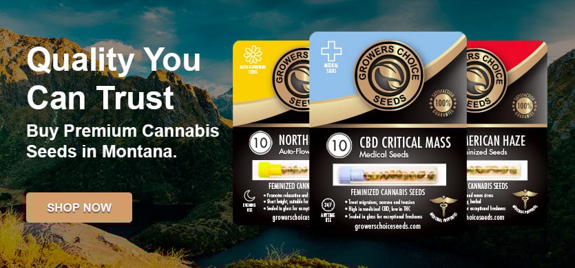 buy cannabis seeds in montana