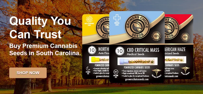 buy cannabis seeds in south carolina