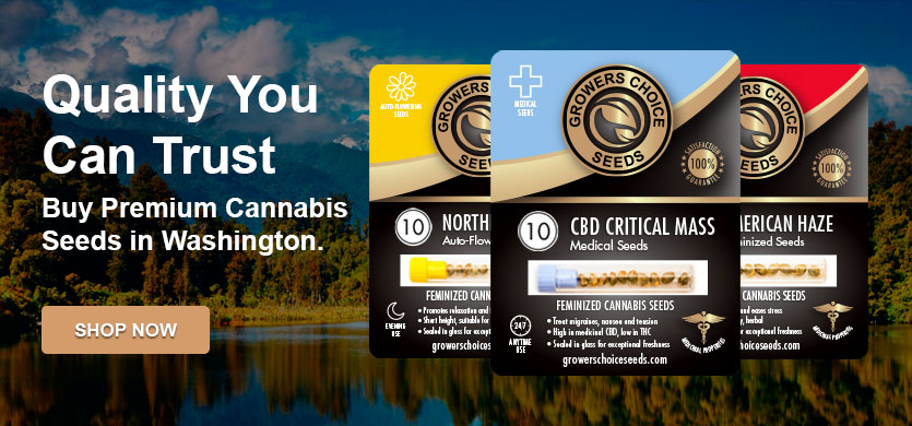 premium cannabis seeds in Washington
