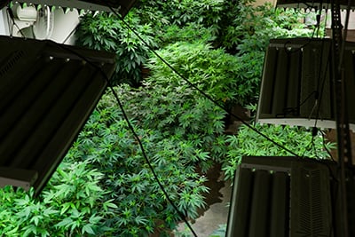 growing weed indoors good lights