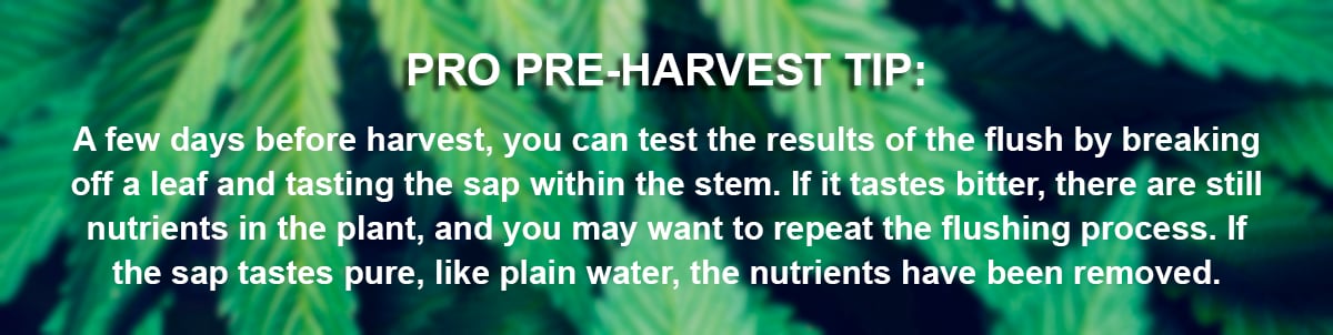 marijuana plants harvest flushing