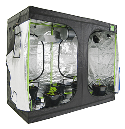 cannabis seeds delivery