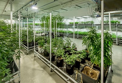 indoor growing marijuana in soil
