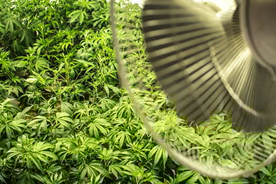 cannabis gardening indoors