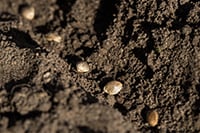 cannabis growing outside in soil