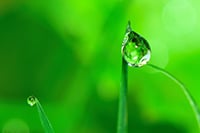 weed outdoor growing watering