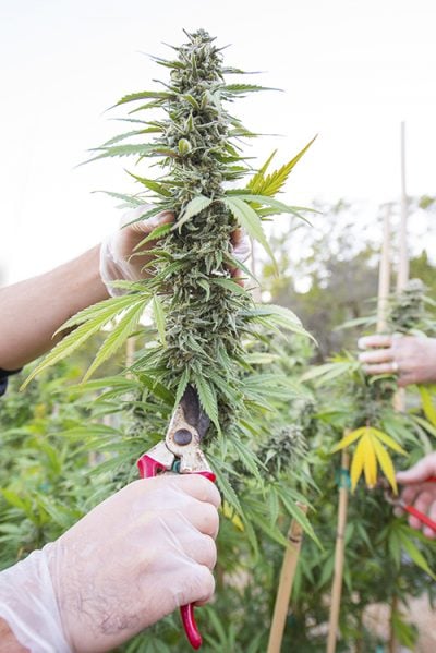 marijuana harvest