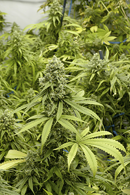 marijuana plants harvesting