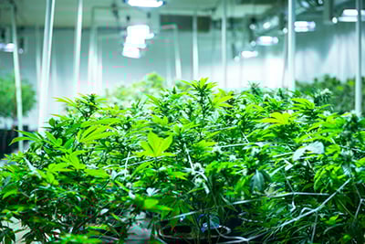 grow marijuana hydroponic methods