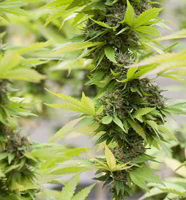 marijuana gardening lst screen of green