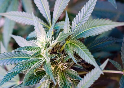 marijuana plant sun leaves