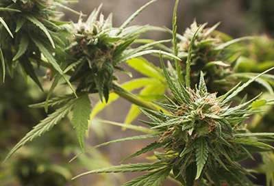marijuana flowers buds