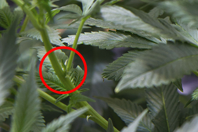 marijuana plant anatomy nodes