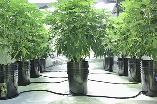 cannabis growing hydroponics