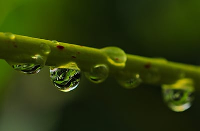 hydroponics and cannabis