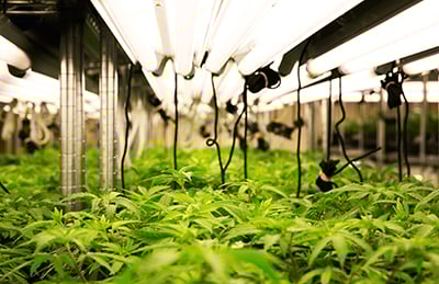 grow marijuana hydroponics