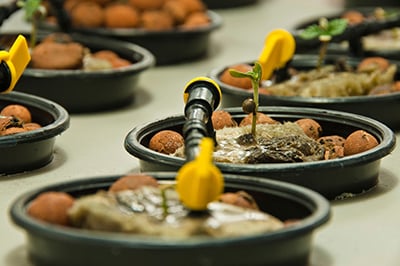 growing cannabis with hydroponics