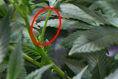 cannabis plant anatomy stem of plant