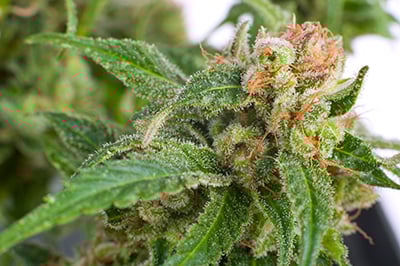 cannabis plant sugar leaves