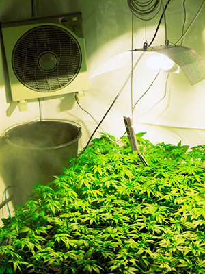 cannabis gardening sea of green