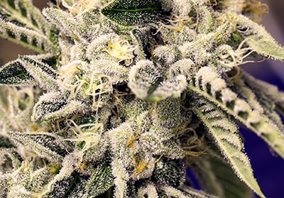 marijuana resin trichomes glands