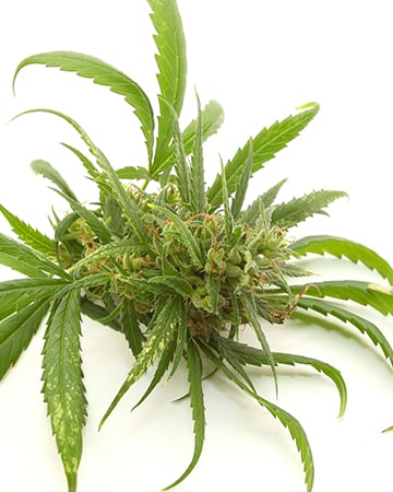 Buy Gorilla Glue (GG1) Auto