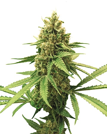 Buy Gorilla Glue (GG1) Auto