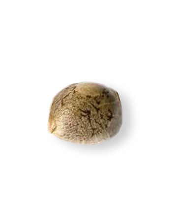 Single Purple Kush Seed