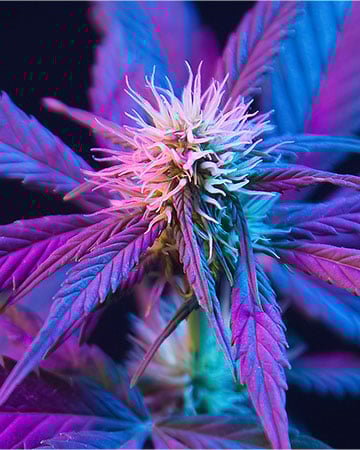 Buy Purple Kush