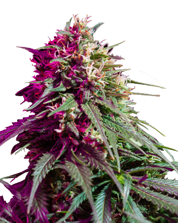 Purple Kush Feminized Cannabis Seeds