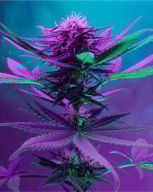 Buy Purple Kush Feminized Cannabis Seeds