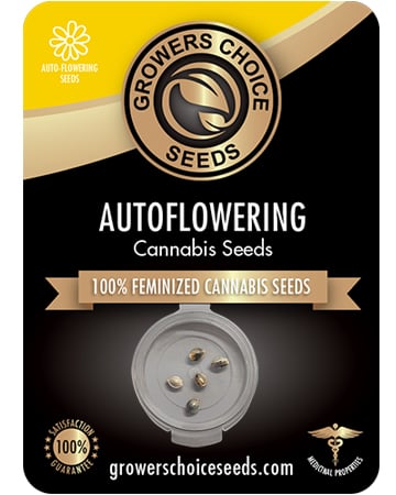 Buy Sour Kush Auto