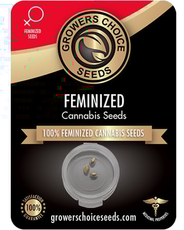 Buy Blueberry Kush Seeds