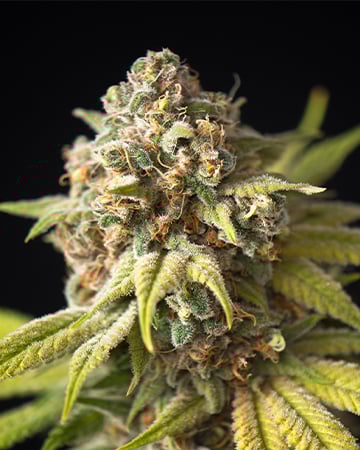 Buy Blueberry Kush Seeds