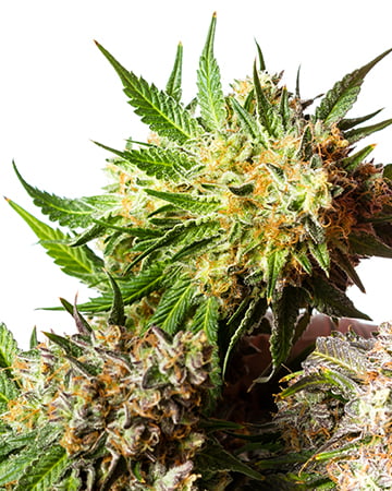 Buy Bubba Kush