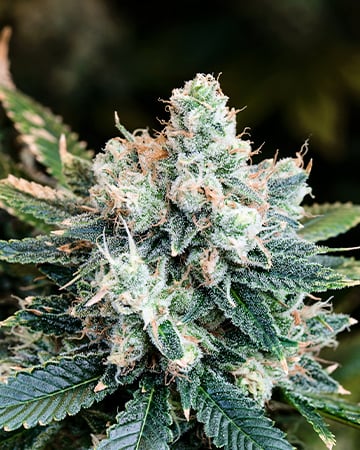 Buy Sour Kush Auto