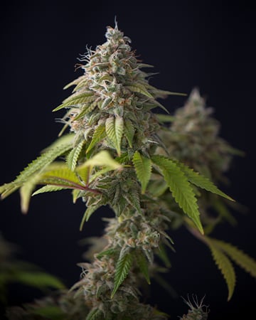 Buy Blueberry Kush Seeds