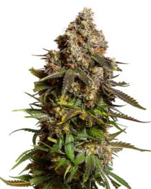 Buy Bubba Kush Feminized Cannabis Seeds