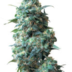 Sour Kush Auto