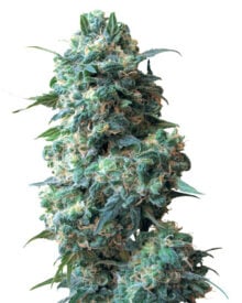 Buy Sour Kush Auto-Flowering Feminized Cannabis Seeds