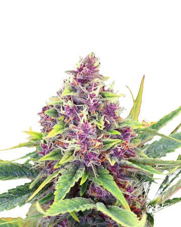 Blueberry Kush Feminized Cannabis Seeds